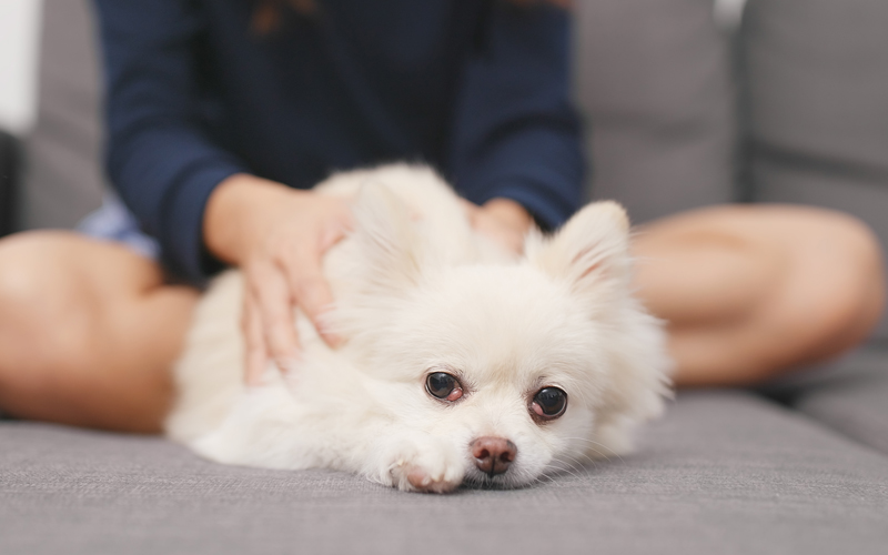 5 Natural Ways to treat Anxiety in a Dog