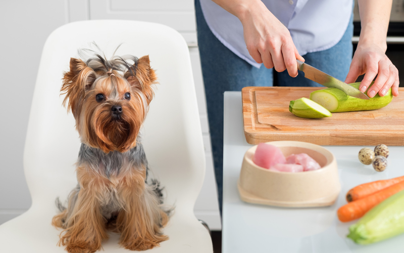 6 Things to Know About Organic Pet Food