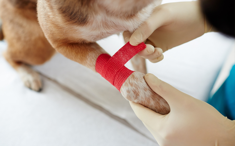 7 Must-Have Items for Your Dog’s First-Aid Kit