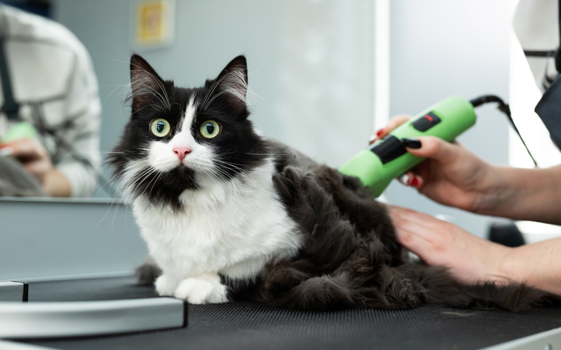 How to Groom a Cat with Matted Fur