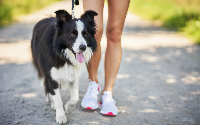 Six Natural Ways to Keep Your Pet Healthy